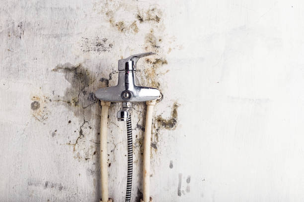 Best Certified Mold Removal  in Nashville, NC