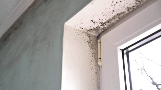 Best Best Mold Removal Companies  in Nashville, NC