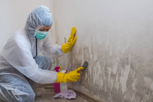 Best Toxic Mold Removal  in Nashville, NC