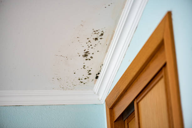 Office Mold Removal Services in Nashville, NC