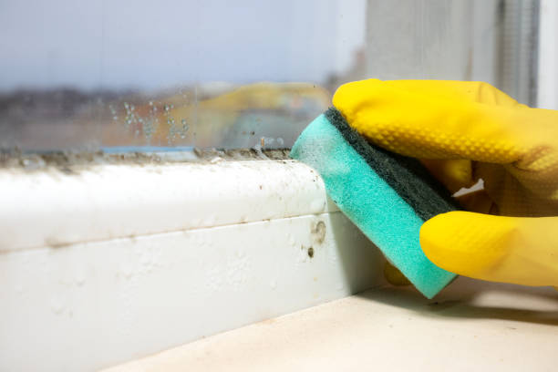 Best Mold Damage Repair  in Nashville, NC