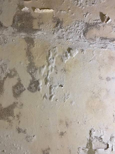 Best Professional Mold Removal  in Nashville, NC