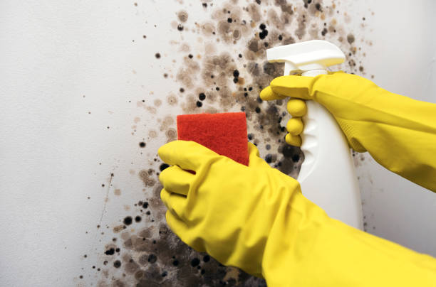 Best Affordable Mold Removal  in Nashville, NC