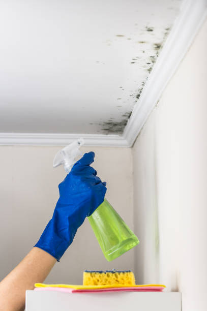 Best Emergency Mold Removal  in Nashville, NC