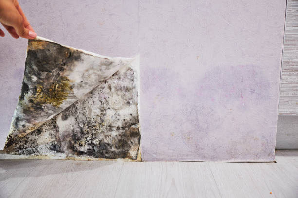 Best Office Mold Removal Services  in Nashville, NC